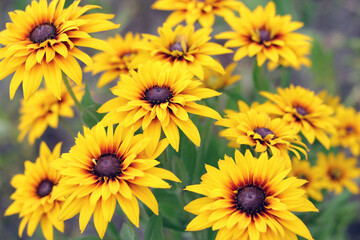 Fototapeta premium Bright yellow Rudbeckia blossoms with dark centers. Ideal for floral backgrounds, eco themes, or natural design elements.