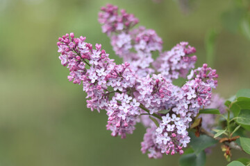 Common lilac flowers in bloom on a blurred green background, soft natural light enhancing their delicate purple petals