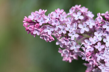 Fototapeta premium Syringa vulgaris flowers blooming in spring against a soft-focus green background, evoking a sense of calm and renewal.