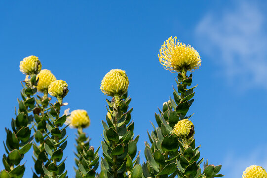  Pincushion Protea (Leucospermum cordifolium). It is a perennial shrub native to South Africa that can reach up to 2 meters in height.  La Palma island Canary archipelago Spain
