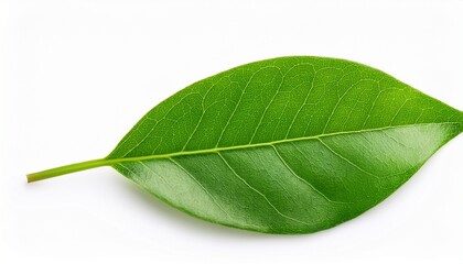 Obraz premium green leaf isolated on white