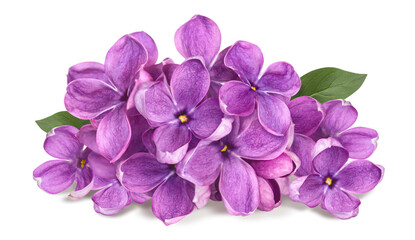 pink and white peony flowers buds and leaves set isolated on white background