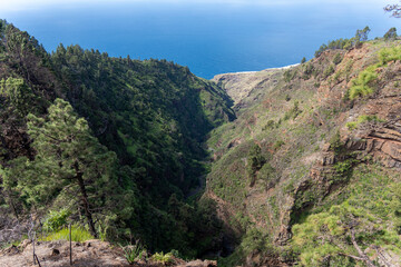 Naklejka premium La Palma island Canary archipelago Spain mountain landscape North of the island Pinus canariensis forest