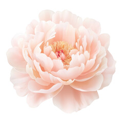 A beautiful and delicate peony flower, showcasing soft pink petals and intricate details, isolated on a white background for a fresh and elegant aesthetic.