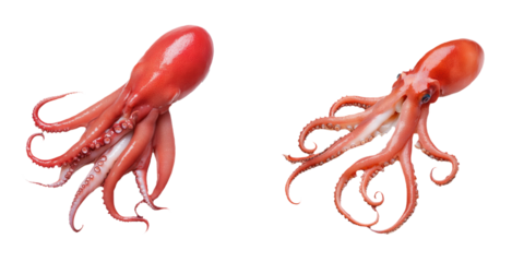 Two Vibrant Red Octopuses with Intricate Tentacle Details on a Clean Background