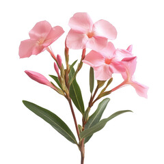Oleander isolated on white background