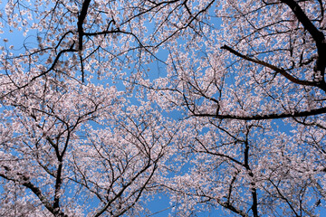青空と桜