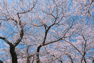 青空と桜