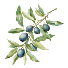 Olive isolated on white background