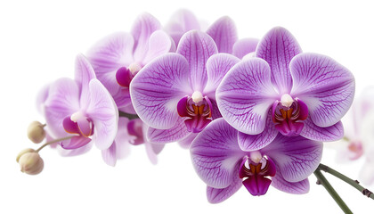 Blooming Orchid Branch with Pink Petals and White Background Close-up