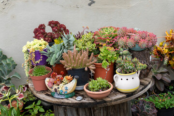 La Palma island Canary archipelago SpainSeveral small cactus on a table to decorate the terrace of...