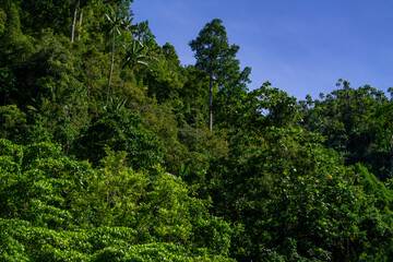 Thick jungle foliage climbs steep slopes with towering trees against a vibrant blue sky