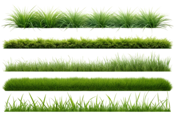 A set of green grass on transparent background 