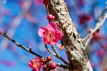 Naklejka premium Beautiful Japanese apricot blossoms that bloom in early spring ‘Hibai’.