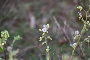 Primula veris plant flower. Its other names cowslip, common cowslip and  cowslip primrose. This is a herbaceous perennial flowering plant in the primrose family Primulaceae.