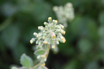 Primula veris plant flower. Its other names cowslip, common cowslip and  cowslip primrose. This is a herbaceous perennial flowering plant in the primrose family Primulaceae.