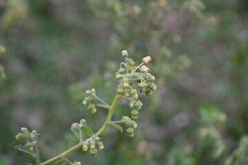 Primula veris plant flower. Its other names cowslip, common cowslip and  cowslip primrose. This is a herbaceous perennial flowering plant in the primrose family Primulaceae.