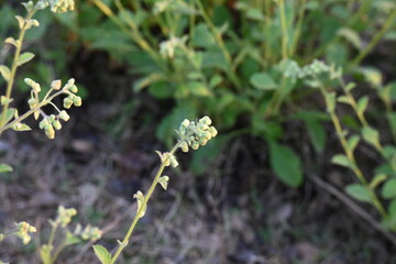 Obraz premium Primula veris plant flower. Its other names&nbsp;cowslip,&nbsp;common cowslip and &nbsp;cowslip primrose. This is a&nbsp;herbaceous perennial&nbsp;flowering plant&nbsp;in the&nbsp;primrose&nbsp;family&nbsp;Primulaceae.