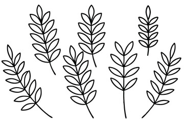 Different Types of Vetch Leaf Clipart