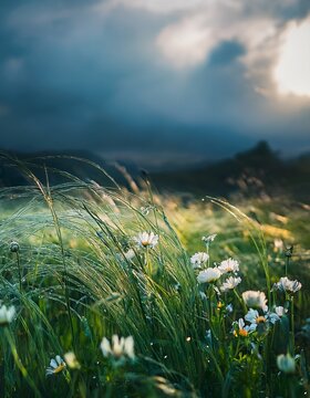 梅雨の湿った風、草花が揺れる静かな前兆と雨の予感を感じる風景

