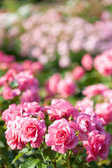華やかなバラ園