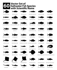 Vector Set of 60 Saltwater Fish Silhouettes with Scientific Names Including Tuna, Barracuda, Mackerel, Grouper, and Shark Species for Educational, Marine Biology, and Seafood Illustration Design.ai