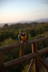Arara após voo