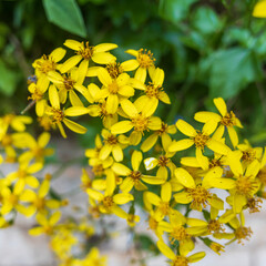 Senecio angulatus, also known as creeping groundsel and Cape ivy, is a succulent flowering plant in...