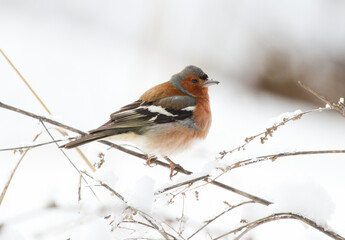 Chaffinch (Fringilla coelebs) sits on a dry blade of grass in winter