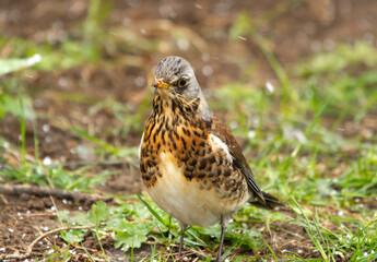 Fieldfare (Turdus pilaris) stands on the ground under snowfall