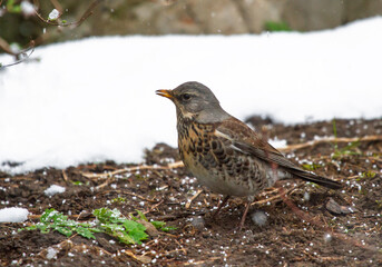 Fieldfare (Turdus pilaris) stands on the ground under snowfall