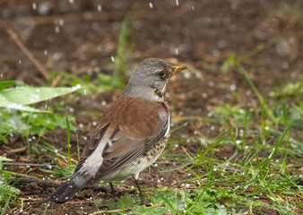 Fieldfare (Turdus pilaris) stands on the ground under snowfall