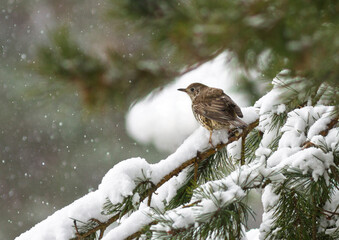 Song thrush (Turdus philomelos) sits on the branch of pine tree in winter