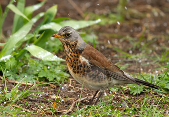 Fieldfare (Turdus pilaris) stands on the ground under snowfall