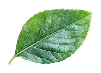 Fresh green leaf in natural nature isolated on transparent background, png