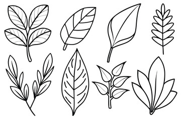 Tropical ZZ Plant Leaf Vector Collection