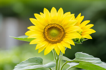 Obraz premium Bright and vibrant sunflower with yellow petals and textured center, symbolizing warmth and positivity