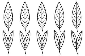 Hand Drawn Willow Leaves Clipart Pack © MD Eamon Shikder