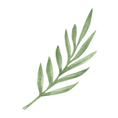 Eucalyptus Branch with Leaves isolated on a white background. Watercolor hand drawn botanical illustration. Can be used for greeting cards, posters, logos and floristic design