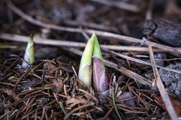 Fresh spring shoots emerging from rich, moist soil, symbolizing new life and the start of the growing season. Close-up of green sprouting plants in early spring, perfect for nature and gardening photo