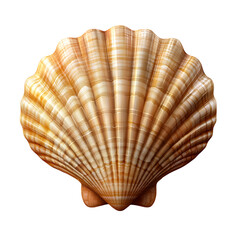 Obraz premium scallop sea shell isolated on transparent background