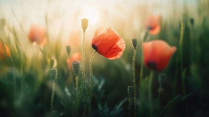 Radiant poppies in a field at sunrise