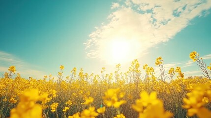 Sunny yellow flower field