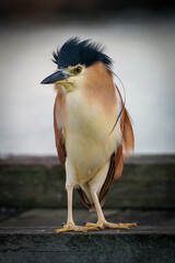 Nankeen Night Heron
