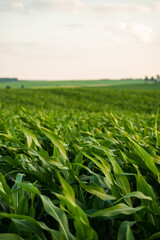 Corn plants on agricultural field. Row of green leaves of young growth corn on organic field.