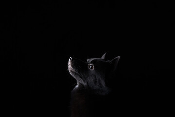 A Schipperke dog silhouette with an illuminated edge creates a mysterious effect against a black background. The lighting highlights the shape and texture of the dog's head, adding drama to the scene.