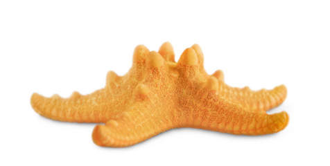isolated starfish on a transparent background