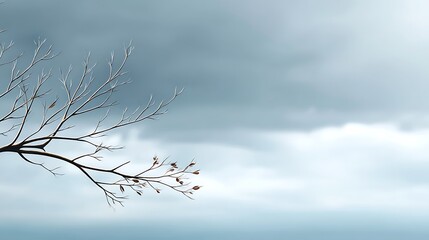 Bare Branches Reaching Toward Soft Gray Sky with Cloudy Background in Tranquil Nature Scene