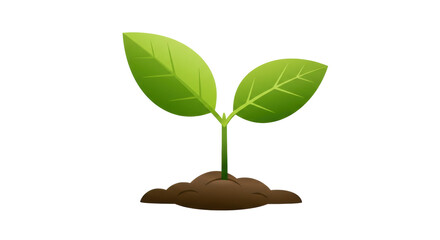 Isolated Plant Seedling