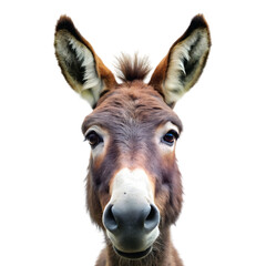 Obraz premium Close-Up of Donkey Face with White Muzzle and Long Ears, PNG file for mock-up.